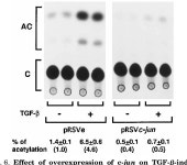 [PDF] An AP-1 Binding Sequence Is Essential for Regulation of the Human 2(I) Collagen (COL1A2) Promoter Activity by Transforming... 