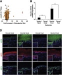 To Control Site-Specific Skin Gene Expression, Autocrine Mimics Paracrine Canonical Wnt Signaling and Is Activated Ectopically in... 
