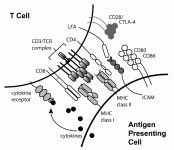 Characterisation of CD8 T cells in mucosa associated lymphoid tissue : Implications for immune control of HIV-1 infection... 