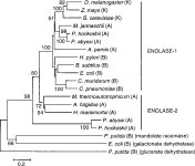 [PDF] Evolutionary history of the enolase gene family. | Semantic Scholar