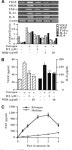 [PDF] Estrogen Enhances Angiogenesis through a Pathway Involving Platelet-Activating Factor-Mediated Nuclear Factor-κB... 