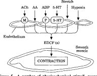 Endothelial dysfunction and atherosclerosis. | Semantic Scholar