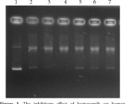[PDF] The combined effects of proteasome inhibitor bortezomib with topoisomerase I and II inhibitors on topoisomerase enzymes.... 