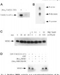 TAOK2 gene | Semantic Scholar