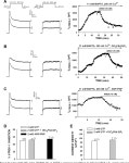 [PDF] Calcium-dependent inhibition of adrenal TREK-1 channels by angiotensin II and ionomycin. | Semantic Scholar