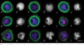 [PDF] Random chromosome distribution in the first meiosis of F1 disomic substitution line 2R(2D) x rye hybrids (ABDR, 4× = 28)... 