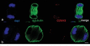 [PDF] Random chromosome distribution in the first meiosis of F1 disomic substitution line 2R(2D) x rye hybrids (ABDR, 4× = 28)... 