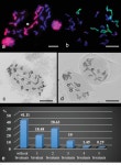 [PDF] Random chromosome distribution in the first meiosis of F1 disomic substitution line 2R(2D) x rye hybrids (ABDR, 4× = 28)... 