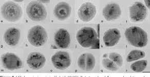 [PDF] Random chromosome distribution in the first meiosis of F1 disomic substitution line 2R(2D) x rye hybrids (ABDR, 4× = 28)... 