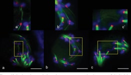 [PDF] Random chromosome distribution in the first meiosis of F1 disomic substitution line 2R(2D) x rye hybrids (ABDR, 4× = 28)... 