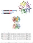 [PDF] NPM1/B23: A Multifunctional Chaperone in Ribosome Biogenesis and Chromatin Remodeling | Semantic Scholar