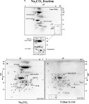[PDF] In-Depth Analysis of the Thylakoid Membrane Proteome of Arabidopsis thaliana Chloroplasts: New Proteins, New Functions, and... 