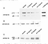 [PDF] Hypoxia Regulates β-Enolase and Pyruvate Kinase-M Promoters by Modulating Sp1/Sp3 Binding to a Conserved GC Element... 