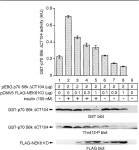 Identification of the NIMA family kinases NEK6/7 as regulators of the p70 ribosomal S6 kinase | Semantic Scholar