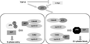Regulation of G1/S Cell Cycle Progression by Transforming Growth Factor-beta | Semantic Scholar