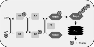 Regulation of G1/S Cell Cycle Progression by Transforming Growth Factor-beta | Semantic Scholar