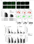 TGF-β1 Provides Neuroprotection via Inhibition of Microglial Activation in 3-Acetylpyridine-Induced Cerebellar Ataxia Model Rats... 