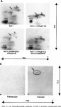[PDF] Phosphorylation of Raf-1 serine 338-serine 339 is an essential regulatory event for Ras-dependent activation and biological... 