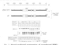 [PDF] Loss of transcriptional repression of three sterol-regulated genes in mutant hamster cells. | Semantic Scholar