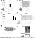 [PDF] Deubiquitinases Regulate the Activity of Caspase-1 and Interleukin-1β Secretion via Assembly of the Inflammasome... 