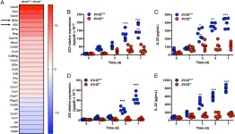 [PDF] A cytokine network involving IL-36γ, IL-23, and IL-22 promotes antimicrobial defense and recovery from intestinal barrier... 