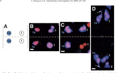 [PDF] Slit-Robo signalling prevents sensory cells from crossing the midline in Drosophila | Semantic Scholar