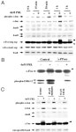 [PDF] Multiple kinase cascades mediate prolactin signals to activating protein-1 in breast cancer cells. | Semantic Scholar