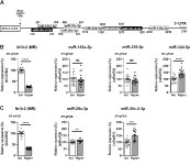 [PDF] miR-324-5p and miR-30c-2-3p Alter Renal Mineralocorticoid Receptor Signaling under Hypertonicity | Semantic Scholar