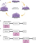 Photodynamic Therapy Is Effective Against Candida auris Biofilms | Semantic Scholar