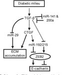 [PDF] Suppression of microRNA-29 expression by TGF-β1 promotes collagen expression and renal fibrosis. | Semantic Scholar