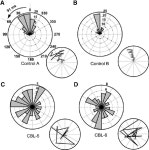 [PDF] A cerebellar deficit in sensorimotor prediction explains movement timing variability. | Semantic Scholar