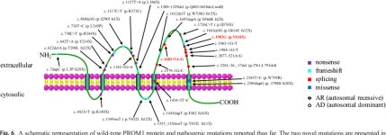 Identification of novel PROM1 mutations responsible for autosomal recessive maculopathy with rod-cone dystrophy | Semantic Scholar