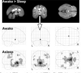 [PDF] Brain activation and hypothalamic functional connectivity during human non-rapid eye movement sleep: an EEG/fMRI study.... 