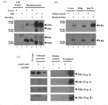 Protein disulfide isomerase is a multifunctional regulator of estrogenic status in target cells | Semantic Scholar