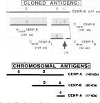 [PDF] Analysis of anticentromere autoantibodies using cloned autoantigen CENP-B. | Semantic Scholar