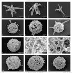 [PDF] Lower Darriwilian radiolarians from the Argentine Precordillera | Semantic Scholar