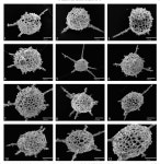 [PDF] Lower Darriwilian radiolarians from the Argentine Precordillera | Semantic Scholar