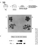 [PDF] Mesoderm formation in Xenopus ectodermal explants overexpressing Xwnt8: evidence for a cooperating signal reaching the... 