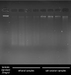 [PDF] Genetic characterisation of an African elephant (Loxodonta africana) population: the role of genetic relatedness in male... 