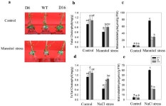 [PDF] CaDHN5, a Dehydrin Gene from Pepper, Plays an Important Role in Salt and Osmotic Stress Responses | Semantic Scholar