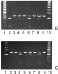 [PDF] Metabolic consequences of a novel missense mutation of the mtDNA CO I gene. | Semantic Scholar