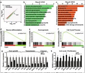 [PDF] Temporal requirements for ISL1 in sympathetic neuron proliferation, differentiation, and diversification | Semantic Scholar