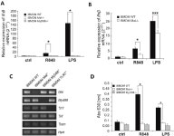 [PDF] Absence of Mal/TIRAP Results in Abrogated Imidazoquinolinones-Dependent Activation of IRF7 and Suppressed IFNβ and IFN-I... 