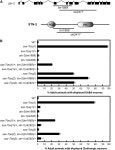 [PDF] unc-44 Ankyrin and stn-2 γ-Syntrophin Regulate sax-7 L1CAM Function in Maintaining Neuronal Positioning in Caenorhabditis... 