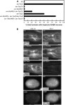 [PDF] unc-44 Ankyrin and stn-2 γ-Syntrophin Regulate sax-7 L1CAM Function in Maintaining Neuronal Positioning in Caenorhabditis... 