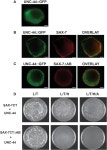[PDF] unc-44 Ankyrin and stn-2 γ-Syntrophin Regulate sax-7 L1CAM Function in Maintaining Neuronal Positioning in Caenorhabditis... 