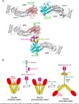 [PDF] The cargo adaptor proteins RILPL2 and melanophilin co-regulate myosin-5a motor activity | Semantic Scholar