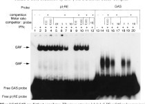 [PDF] Interferon γ-dependent Induction of Human Intercellular Adhesion Molecule-1 Gene Expression Involves Activation of a... 