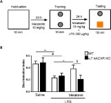 [PDF] Melatonin Reduces NLRP3 Inflammasome Activation by Increasing α7 nAChR-Mediated Autophagic Flux | Semantic Scholar