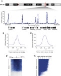 [PDF] A Chromatin Landmark and Transcription Initiation at Most Promoters in Human Cells | Semantic Scholar